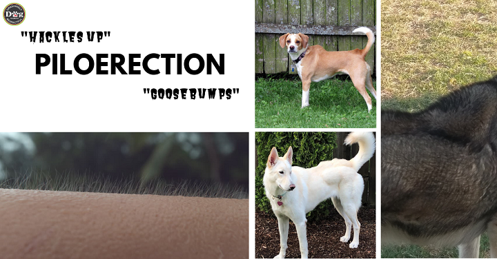 Examples of piloerection in people and dogs
